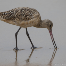 Marbled Godwit-08