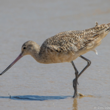 Marbled Godwit