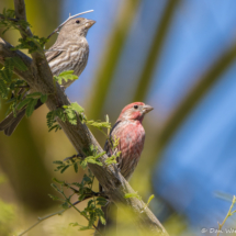 Mr. & Mrs. House Finch