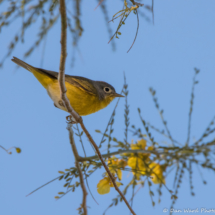 Nashville Warbler-01