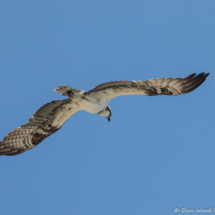 Osprey In Flight-01