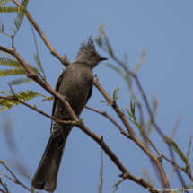 Phainopepla-Female-01