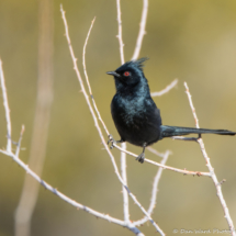 Phainopepla-Male-01