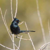 Phainopepla-Male-02