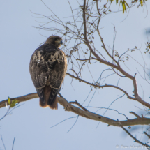 Red-tailed Hawk-01