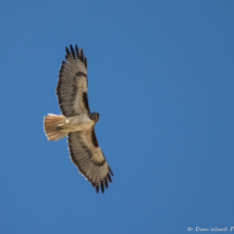 Red-tailed Hawk In Flight-01