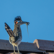 Roadrunner with Lizard-01