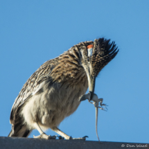 Roadrunner with Lizard-03