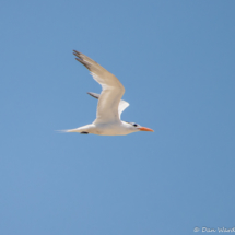 Royal Tern in Flight-01