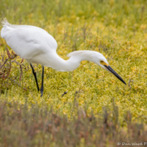 Snowy Egret-01