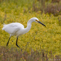 Snowy Egret-02