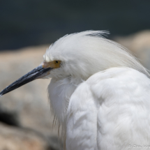 Snowy Egret-03