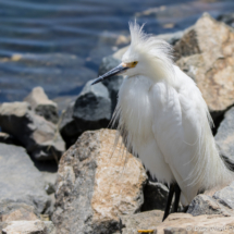 Snowy Egret-04