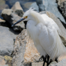 Snowy Egret-05