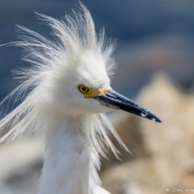 Snowy Egret up Close-01