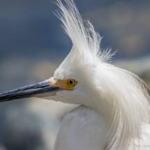 Snowy Egret up Close-02