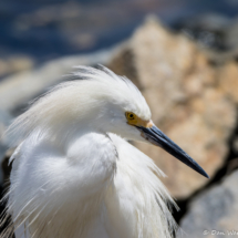 Snowy Egret up Close-04