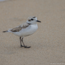 Snowy Plover-01