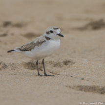 Snowy Plover-02