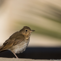 Swainson's Thrush-01