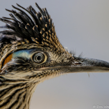 The Eye Of A Roadrunner-01