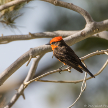 Vermilion Flycatcher-01