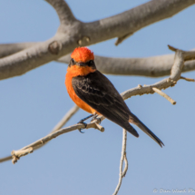 Vermilion Flycatcher-04