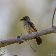 Vermilion Flycatcher-Female-01