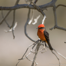 Vermilion Flycatcher-Male-04