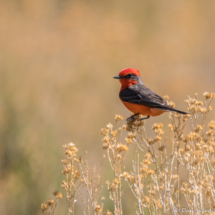 Vermilion Flycatcher-Male-08