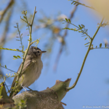 Warbling Vireo-02