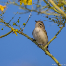 Warbling Vireo-04