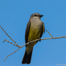 Western Kingbird-01 (2)