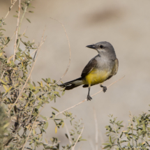 Western Kingbird-02 (2)