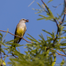 Western Kingbird with Bug-02