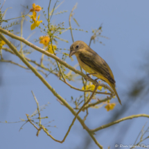 Western Tanager-Female-01