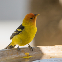Western Tanager-Male-02