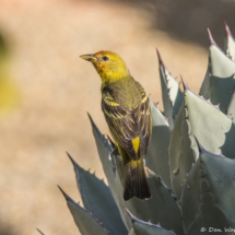 Western Tanager-Male-03