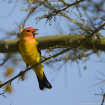 Western Tanager-Male-10