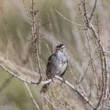 White-crowned Sparrow-Male-01