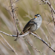White-crowned Sparrow-Male-02