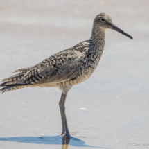 Willet-01