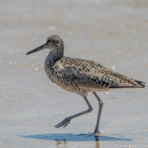 Willet-03