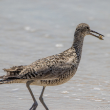 Willet-04