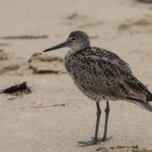 Willet-06