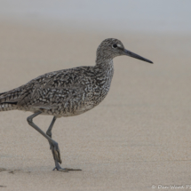 Willet-07