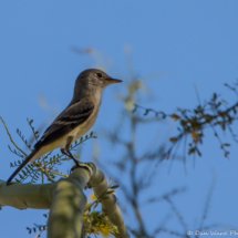 Willow Flycatcher-04