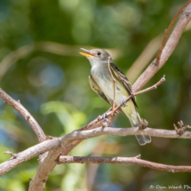 Willow Flycatcher-05