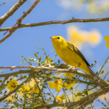 Wilson's Warbler-Male-01