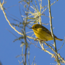 Yellow Warbler-03